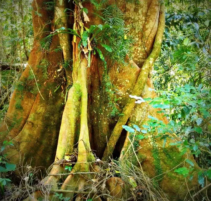 139 Bakers Road, Natural Bridge QLD 4211