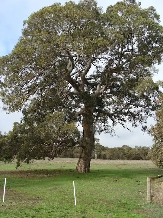 Second view of Homely rural property listing, 000 Hamilton - Digby Road, Hamilton VIC 3300