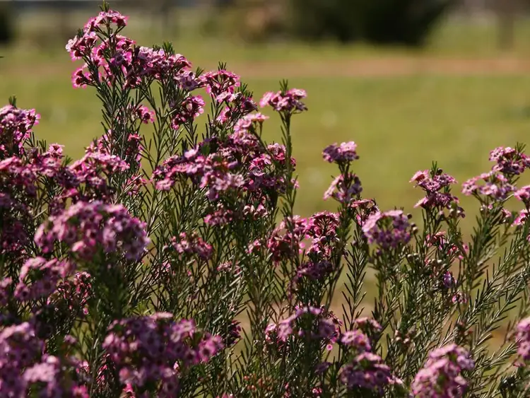 Fifth view of Homely house listing, 9 Horseshoe Court, Deepdale WA 6532