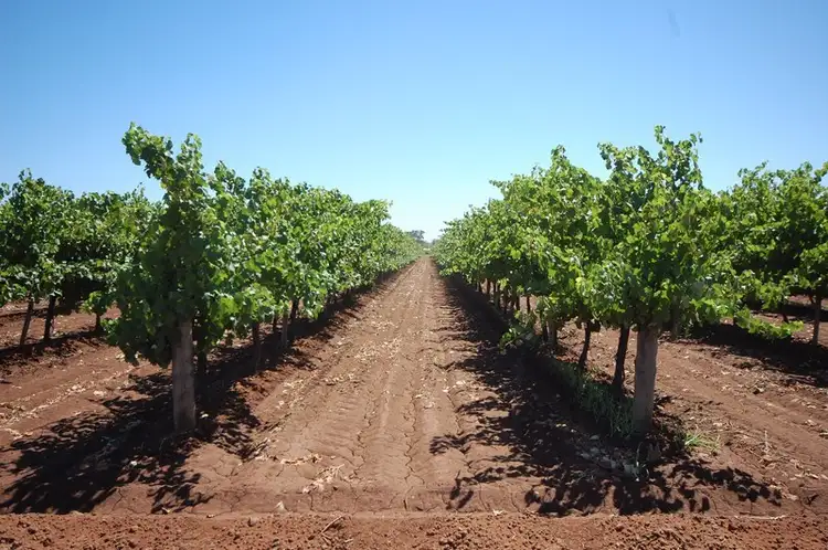 Main view of Homely rural property listing, Farm 1919 Barracks Road, Yenda NSW 2681