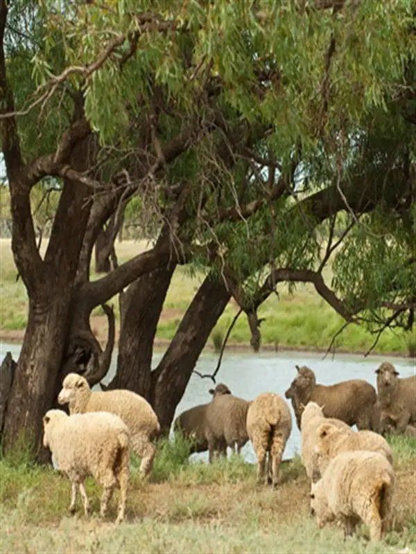 Fourth view of Homely rural property listing, "CARWELL " Carwell Station, Coonamble NSW 2829
