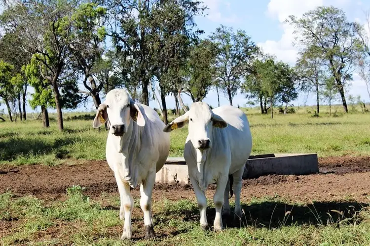 " Mt Lebanon", Clermont QLD 4721