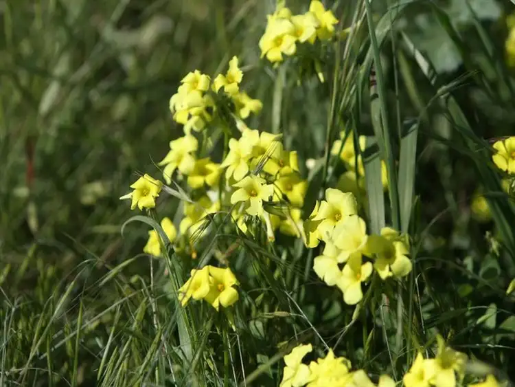 Fifth view of Homely land listing, 316 Cheviot Crescent, Deepdale WA 6532