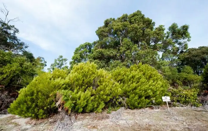 Third view of Homely land listing, Lot 15 Cockatoo Drive, Nannup WA 6275