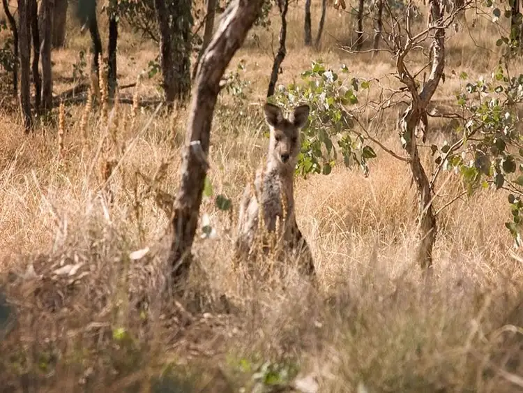 Third view of Homely land listing, Lot 15 Pindari Estate, Tamworth NSW 2340
