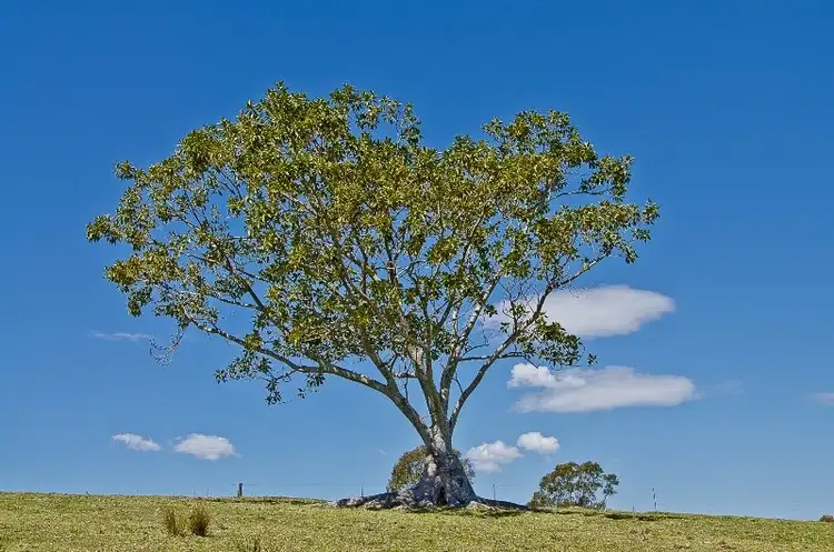Seventh view of Homely rural property listing, 360 Hausmann Road, Mount Mee QLD 4521