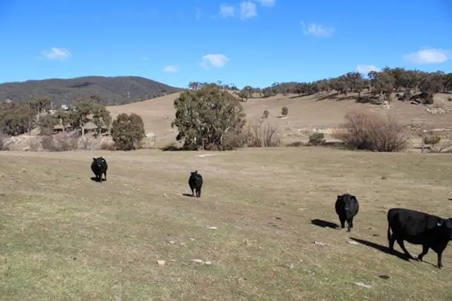 Seventh view of Homely rural property listing, 499 Cuthill Road, Oberon NSW 2787