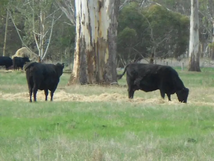 Third view of Homely rural property listing, 149 Miles Road, Hynam SA 5262