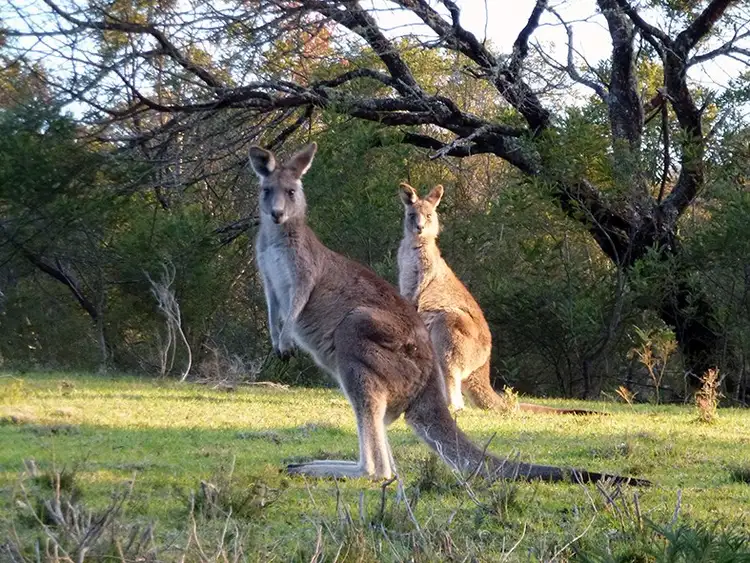 Seventh view of Homely rural property listing, 715 Sawyers Ridge, Braidwood NSW 2622