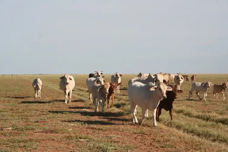 Main view of Homely rural property listing, . Westward Ho, Boulia QLD 4829