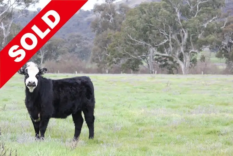 Fourth view of Homely rural property listing, 93 Tumblong Road., Tumblong NSW 2729