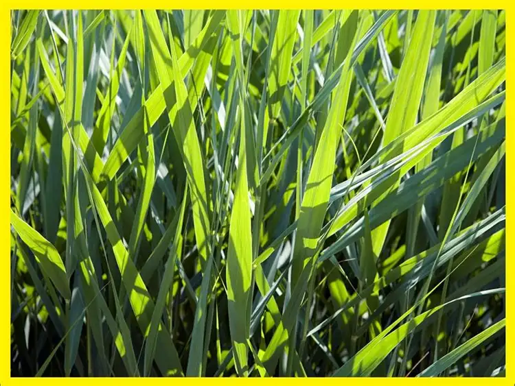 39 Eighth Avenue, Chelsea Heights VIC 3196