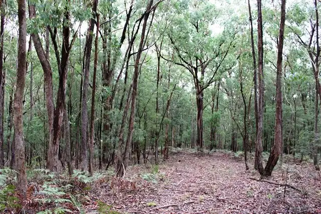 Seventh view of Homely rural property listing, 200 Morton Road, Cedar Creek NSW 2325