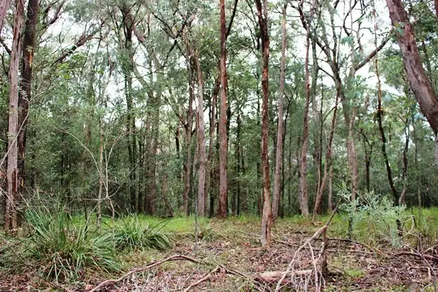 Fifth view of Homely rural property listing, 200 Morton Road, Cedar Creek NSW 2325
