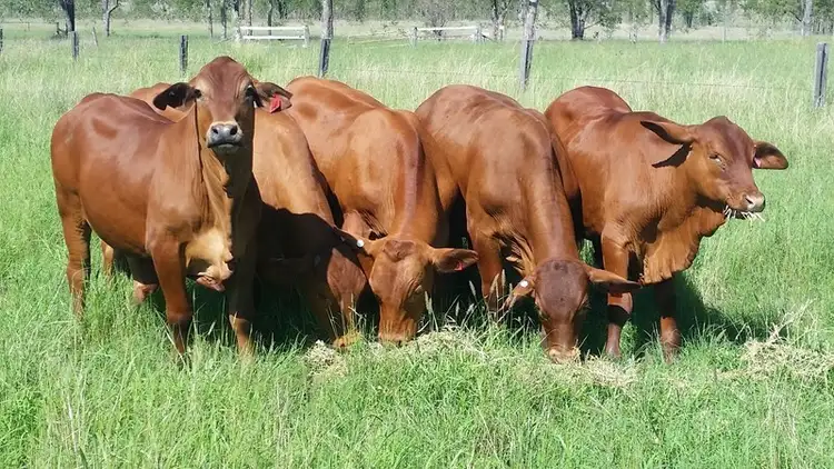 Main view of Homely rural property listing, 'Barralong' Taylors Road, Mundubbera QLD 4626