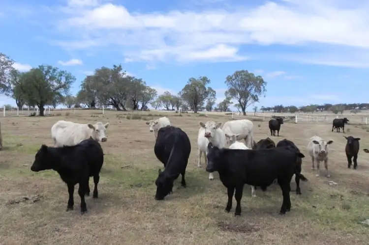Second view of Homely rural property listing, 438 Berghofers Road, Athol QLD 4350