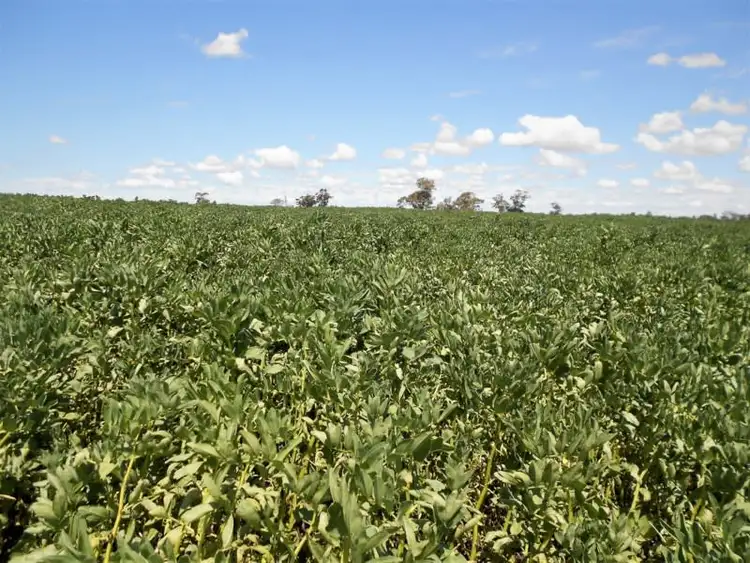 Third view of Homely rural property listing, Lot 581 Nitschkes Road, Bordertown SA 5268