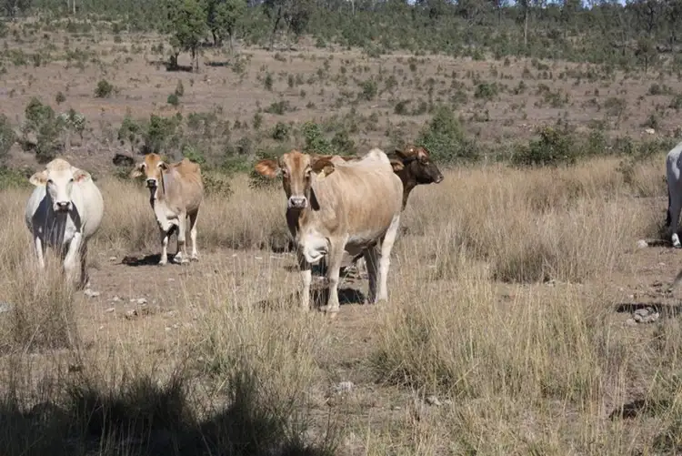 Sixth view of Homely rural property listing, Address available on request