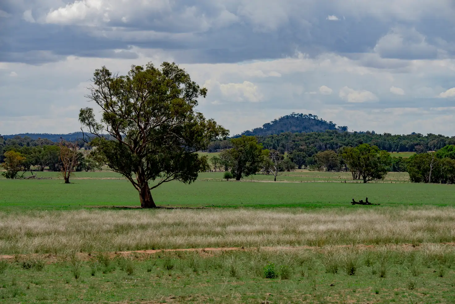Main view of Homely rural property listing, ' CARLTON', Coonabarabran NSW 2357