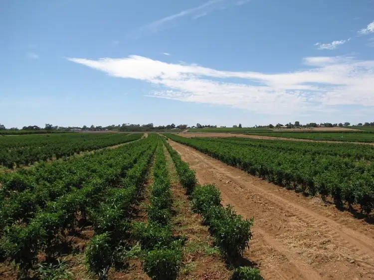 Lot 25 Hombsch Road, Cobdogla SA 5346