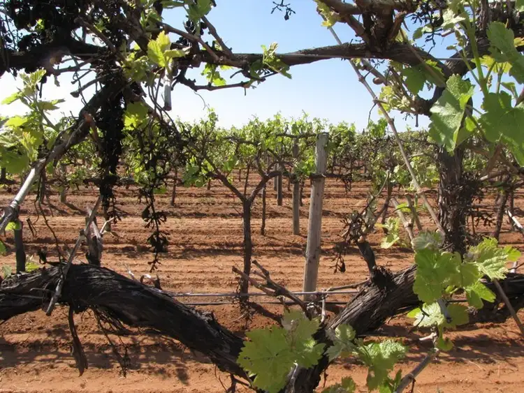 Seventh view of Homely rural property listing, Section 285 Brown Road, Monash SA 5342