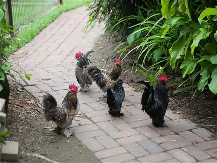 Seventh view of Homely rural property listing, 127 Redbank Road, Gordonvale QLD 4865