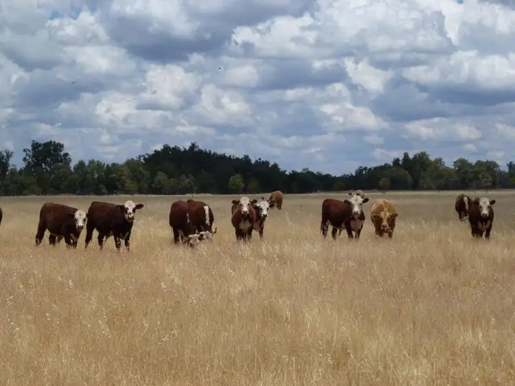 Fifth view of Homely rural property listing, 64L Rawsonville Road, Dubbo NSW 2830