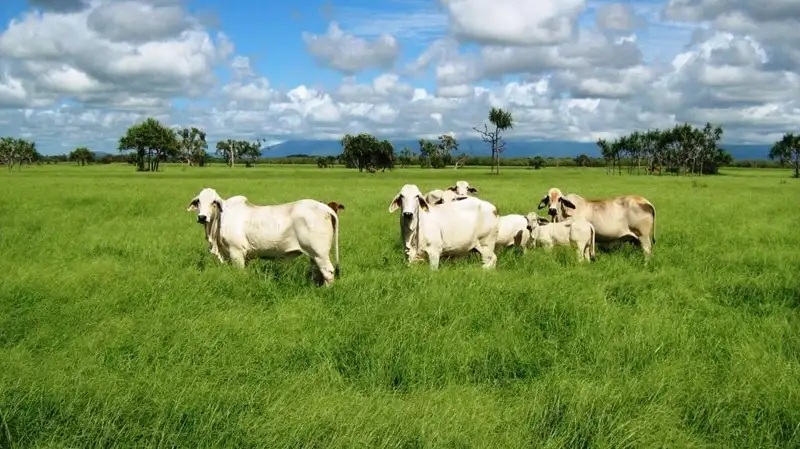 Main view of Homely rural property listing, . Rainbow Station, Ayr QLD 4807