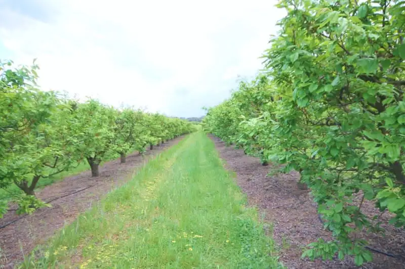 Main view of Homely land listing, 189 Jasprizza Lane, Young NSW 2594