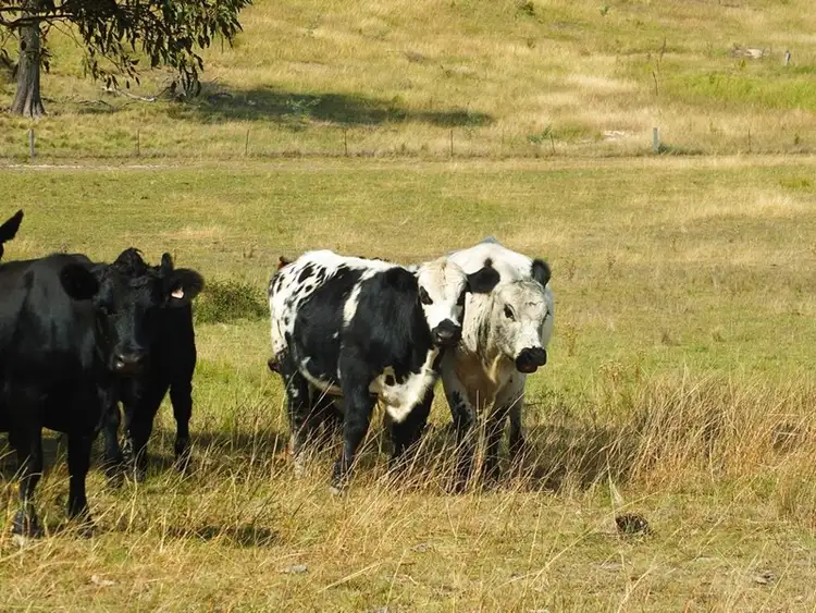 Sixth view of Homely rural property listing, Address available on request