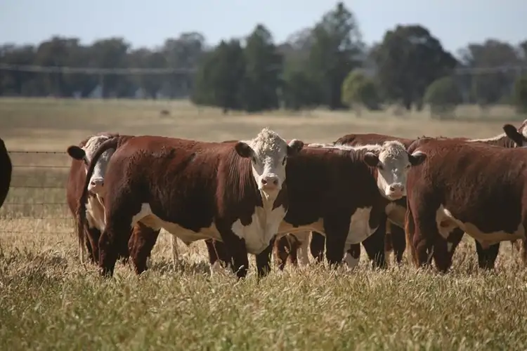 1 "Gilgies", Eugowra NSW 2806