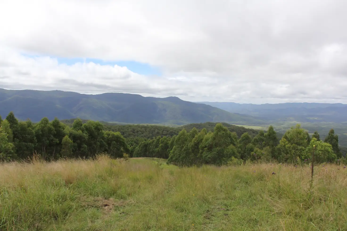 Main view of Homely rural property listing, 1924 Billirimba Road, Tenterfield NSW 2372