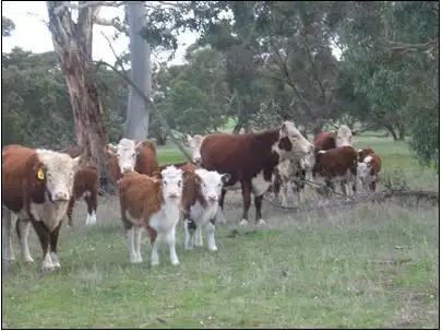 Fifth view of Homely rural property listing, 58 Curnow Road, Bordertown SA 5268