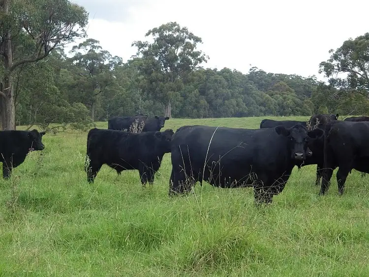 Sixth view of Homely rural property listing, 9408 Armidale Road, Tyringham NSW 2453