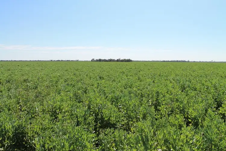 Sixth view of Homely rural property listing, 4089 Roma-Condamine Road, Condamine QLD 4416