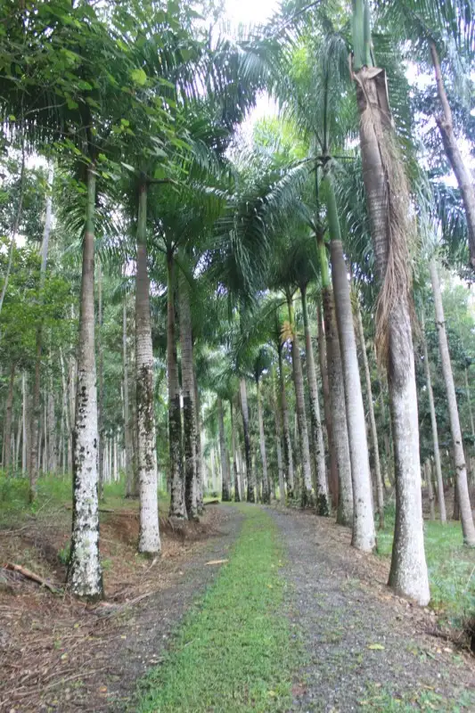 Main view of Homely land listing, 1 Richards Road, Julatten QLD 4871