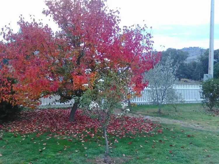 Second view of Homely rural property listing, 3710 Frogmore Road, Hovells Creek NSW 2794