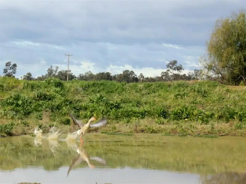 Main view of Homely rural property listing, 1141 Morangarell Road, Temora NSW 2666