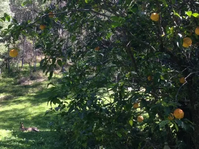 Seventh view of Homely land listing, 7 Mango Lane, Currumbin Valley QLD 4223