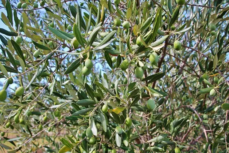 Second view of Homely land listing, 927 Monteagle Stock Route East, Monteagle via, Young NSW 2594