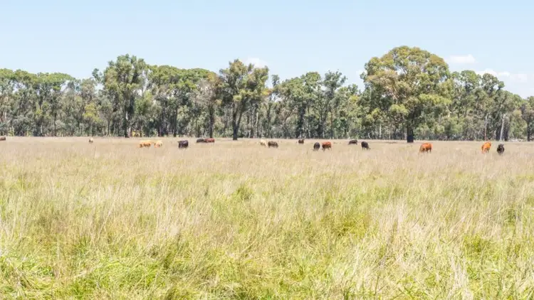 Seventh view of Homely rural property listing, Elderbury 250 Northbrook Road, Guyra NSW 2365