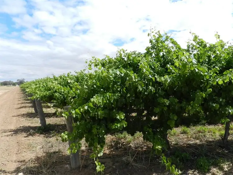 Fifth view of Homely rural property listing, 57 and 58 Schell Road, Cobdogla SA 5346