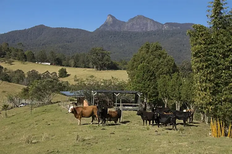 Second view of Homely rural property listing, 47 Possumwood Close, Tyalgum NSW 2484
