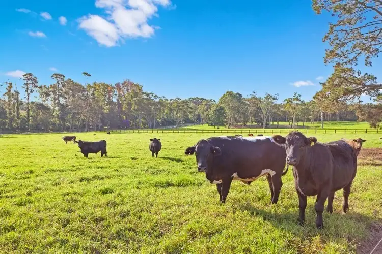 Second view of Homely rural property listing, 13 Barakee Road, Peats Ridge NSW 2250