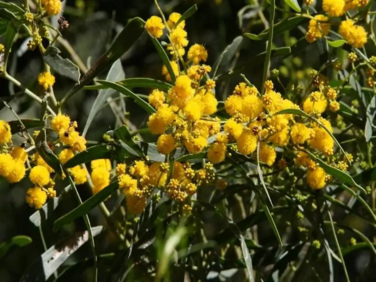 Fourth view of Homely land listing, Lot 312 Dorset Drive, Deepdale WA 6532