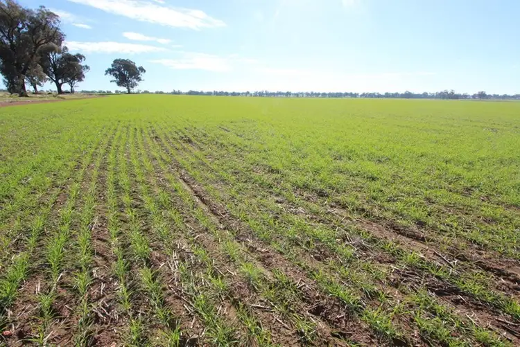Second view of Homely rural property listing, 1795 Mary Gilmore Way, Barmedman NSW 2668