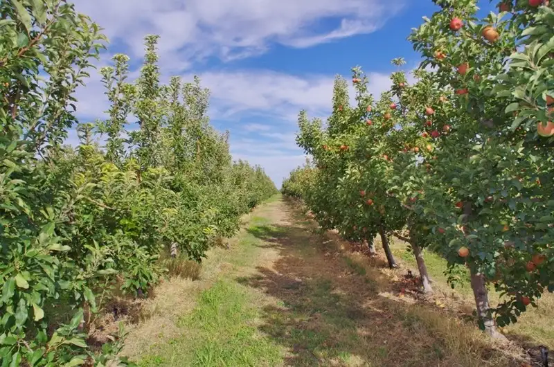 Main view of Homely rural property listing, Lot 124 Warrego Street, Renmark SA 5341
