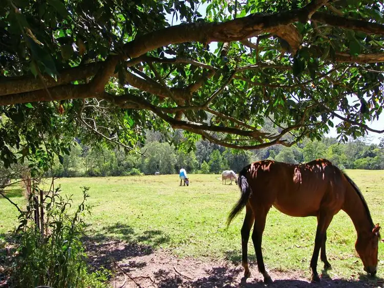 Fifth view of Homely rural property listing, 262 Little Jilliby Road, Jilliby NSW 2259