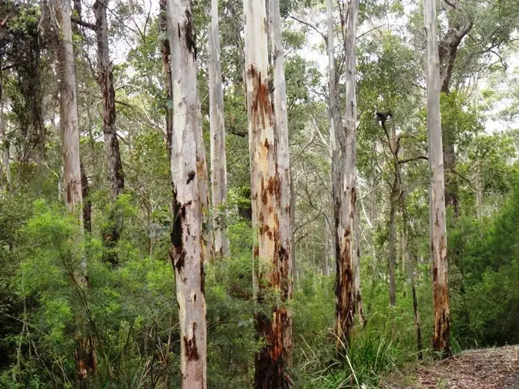 Third view of Homely land listing, 7 Mowday Road, Denmark WA 6333