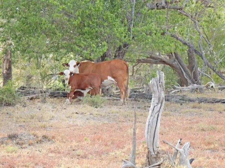 Main view of Homely rural property listing, 1541 Coonambula Road, Coonambula QLD 4626
